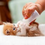 Complete Guide to Puppy and Kitten Care for Birds – Essential Tips for Pet Owners
