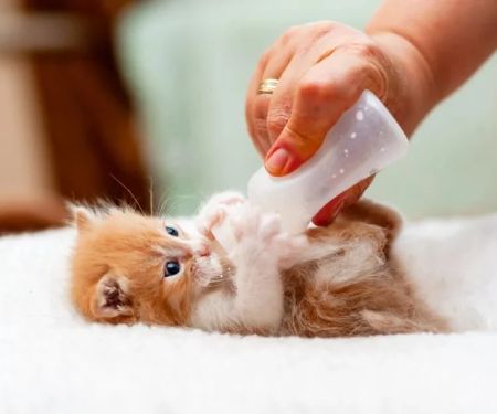 Complete Guide to Puppy and Kitten Care for Birds – Essential Tips for Pet Owners