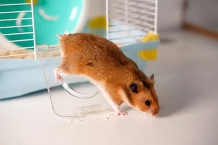 Complete Guide to Parasite Prevention for Hamsters