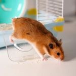 Complete Guide to Parasite Prevention for Hamsters