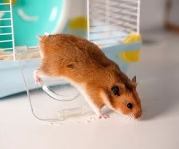 Complete Guide to Parasite Prevention for Hamsters