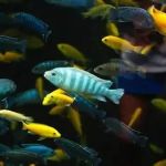Best Practices for Skin and Coat Care in Fish: Keeping Your Aquarium Pets Healthy