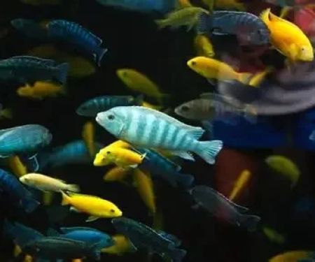 Best Practices for Skin and Coat Care in Fish: Keeping Your Aquarium Pets Healthy