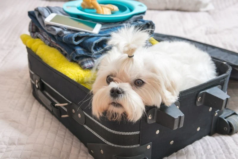 Expert Vet Advice on Travel Safety for Exotic Pets