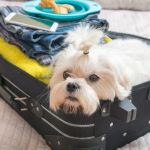 Expert Vet Advice on Travel Safety for Exotic Pets