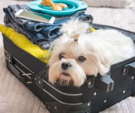 Expert Vet Advice on Travel Safety for Exotic Pets
