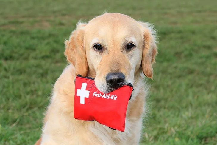 Complete Guide to First Aid Tips for Dogs
