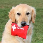 Complete Guide to First Aid Tips for Dogs