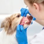 Vet-Approved Dental Care for Senior Pets