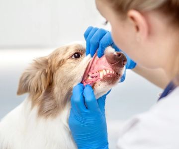 Vet-Approved Dental Care for Senior Pets