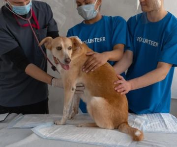 UK Pet Owner’s Guide to Spaying and Neutering for Fish – Expert Advice