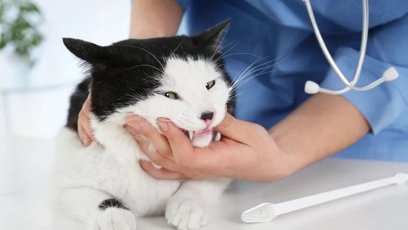 How to Improve Kittens Dental Care at Home