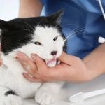 How to Improve Kittens Dental Care at Home