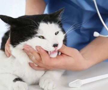 How to Improve Kittens Dental Care at Home