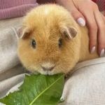 Best Practices for Allergy Care in Guinea Pigs: Keeping Your Pet Healthy