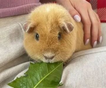 Best Practices for Allergy Care in Guinea Pigs: Keeping Your Pet Healthy