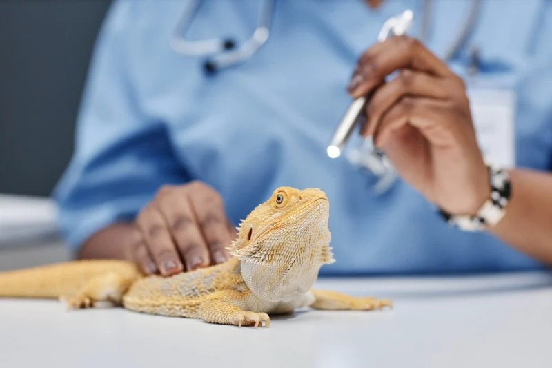Vet-Approved Preventive Care for Exotic Pets: Essential Tips for Pet Owners