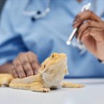 Vet-Approved Preventive Care for Exotic Pets: Essential Tips for Pet Owners