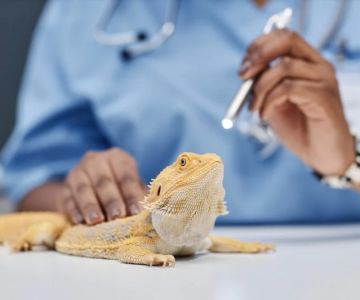 Vet-Approved Preventive Care for Exotic Pets: Essential Tips for Pet Owners