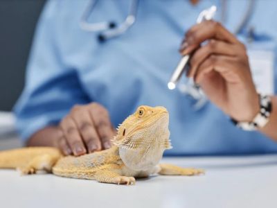 Vet-Approved Preventive Care for Exotic Pets: Essential Tips for Pet Owners
