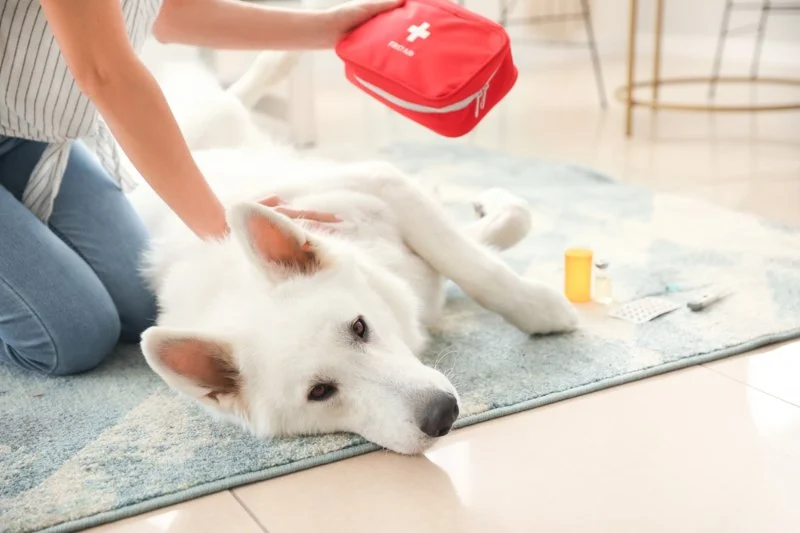 Expert Vet Advice on First Aid Tips for Puppies