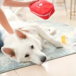 Expert Vet Advice on First Aid Tips for Puppies
