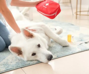 Expert Vet Advice on First Aid Tips for Puppies