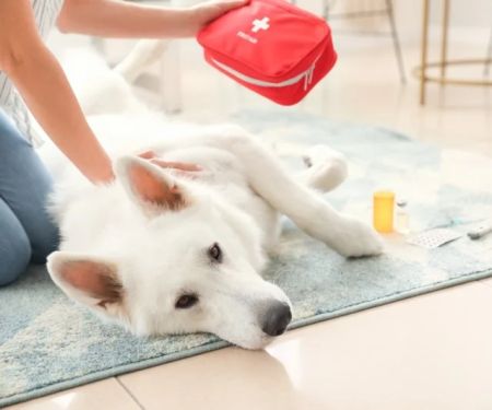 Expert Vet Advice on First Aid Tips for Puppies