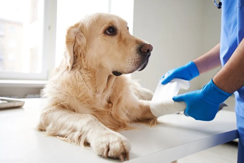 Emergency Vet Advice for Dogs in the UK – Essential for Pet Health