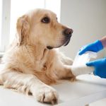 Emergency Vet Advice for Dogs in the UK – Essential for Pet Health