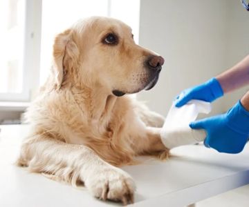 Emergency Vet Advice for Dogs in the UK – Essential for Pet Health