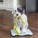Top 10 Weight Management Tips Every Exotic Pet Owner in the UK Should Know