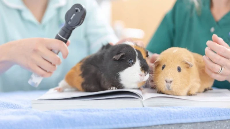 Vaccination Guide Tips for Guinea Pigs: What UK Pet Owners Need to Know