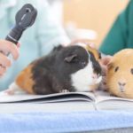 Vaccination Guide Tips for Guinea Pigs: What UK Pet Owners Need to Know