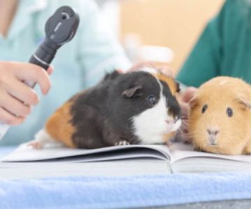 Vaccination Guide Tips for Guinea Pigs: What UK Pet Owners Need to Know