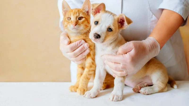 Top 10 Puppy and Kitten Care Every Kitten Owner in the UK Should Know