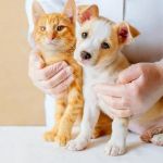 Top 10 Puppy and Kitten Care Every Kitten Owner in the UK Should Know