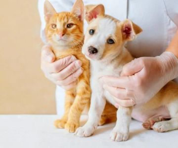 Top 10 Puppy and Kitten Care Every Kitten Owner in the UK Should Know
