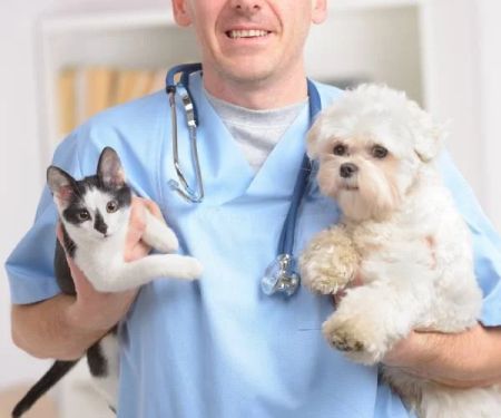 Best Practices for Puppy and Kitten Care in Reptiles | RegPets