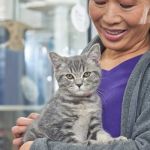Top 10 Adoption Guide Every Cat Owner in the UK Should Know – Essential Tips from RegPets
