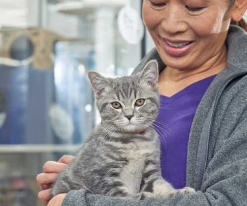 Top 10 Adoption Guide Every Cat Owner in the UK Should Know – Essential Tips from RegPets