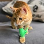 How to Improve Common Cat Illnesses at Home