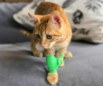 How to Improve Common Cat Illnesses at Home