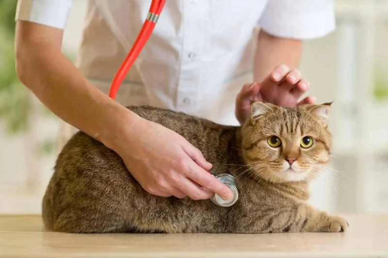 Complete Guide to Health Checkups for Cats: Ensuring Your Pet's Wellbeing