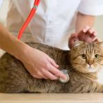 Complete Guide to Health Checkups for Cats: Ensuring Your Pet's Wellbeing