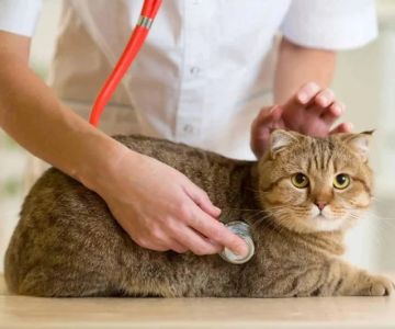 Complete Guide to Health Checkups for Cats: Ensuring Your Pet's Wellbeing