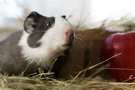 Expert Vet Advice on Seasonal Health Tips for Guinea Pigs