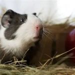 Expert Vet Advice on Seasonal Health Tips for Guinea Pigs