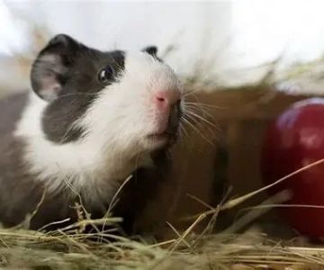 Expert Vet Advice on Seasonal Health Tips for Guinea Pigs