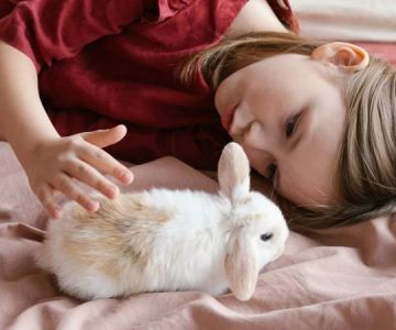 Top 10 Seasonal Health Tips Every Rabbit Owner in the UK Should Know